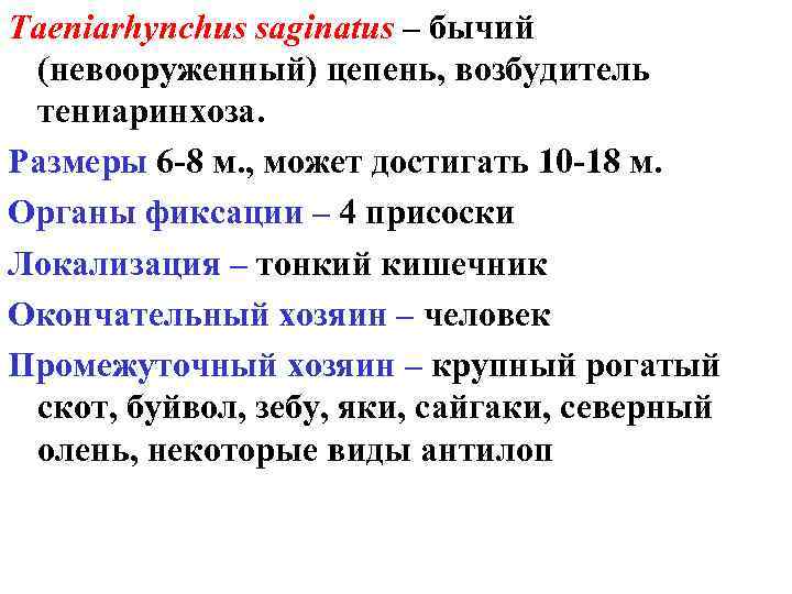 Taeniarhynchus saginatus – бычий (невооруженный) цепень, возбудитель тениаринхоза. Размеры 6 -8 м. , может