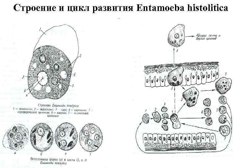 Строение и цикл развития Entamoeba histolitica 