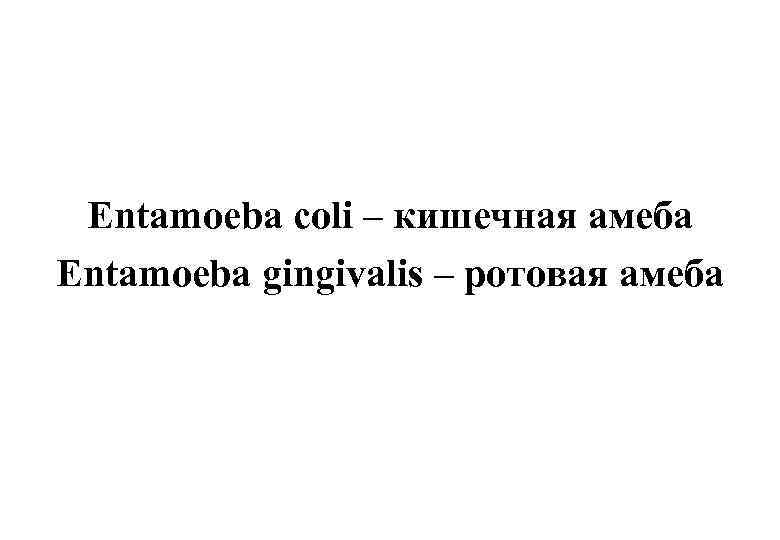 Entamoeba coli – кишечная амеба Entamoeba gingivalis – ротовая амеба 