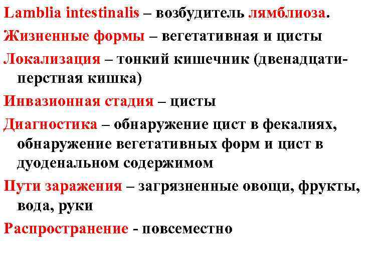 Lamblia intestinalis – возбудитель лямблиоза. Жизненные формы – вегетативная и цисты Локализация – тонкий