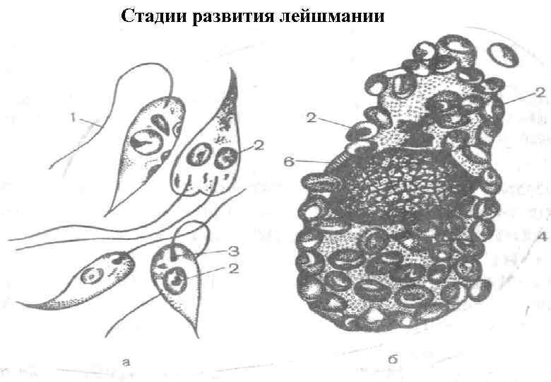 Стадии развития лейшмании 
