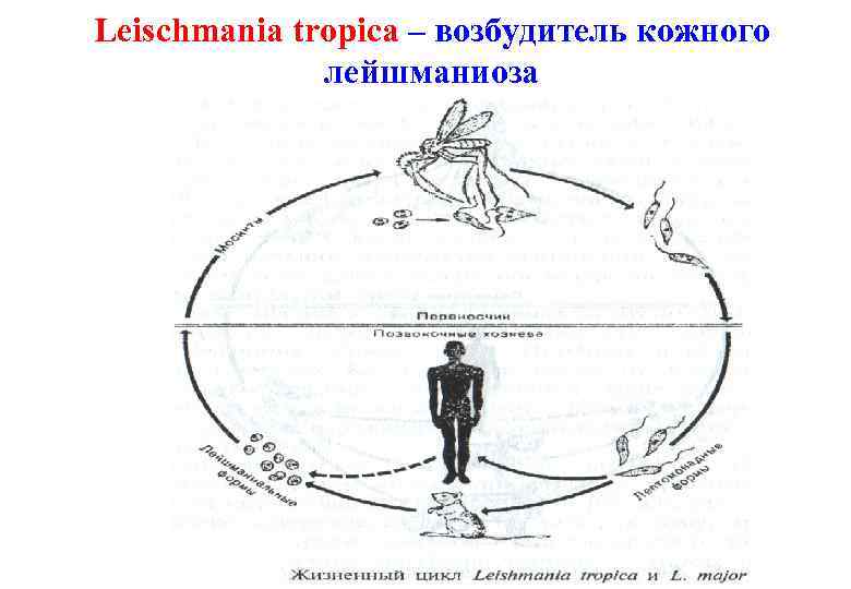 Leischmania tropica – возбудитель кожного лейшманиоза 