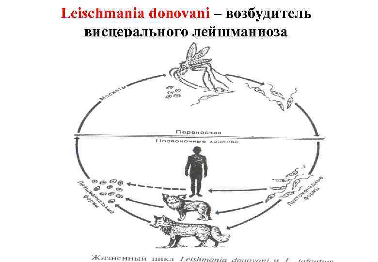 Схема жизненного цикла возбудителя висцерального лейшманиоза