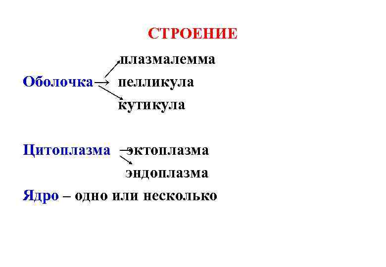 Плазмалемма и цитоплазма. Пелликула плазмалемма эндоплазма экзоплазма. Плазмалемма строение и функции. Плазмалемма и цитоплазма. Одномембранная структура клетки.