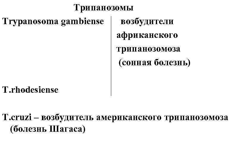 Трипанозомы Trypanosoma gambiense возбудители африканского трипанозомоза (сонная болезнь) T. rhodesiense T. cruzi – возбудитель