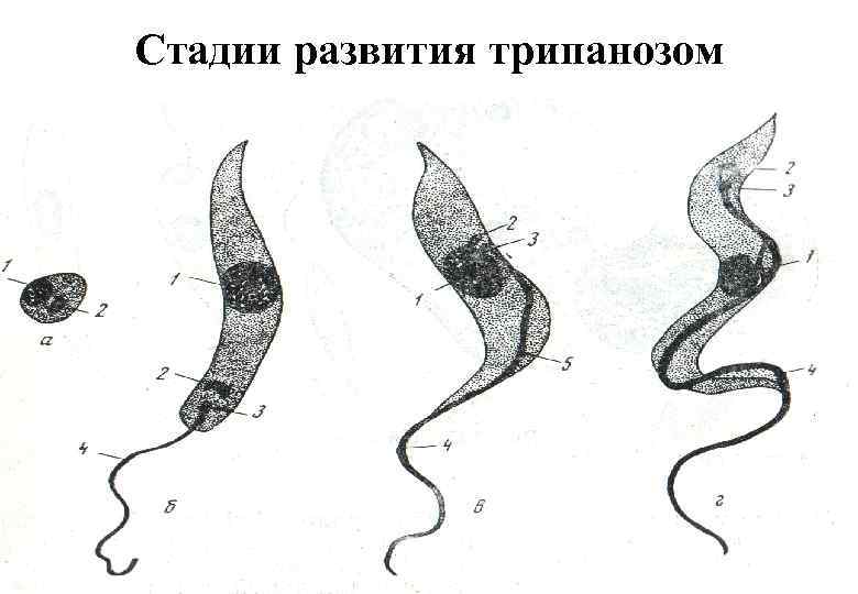 Стадии развития трипанозом 