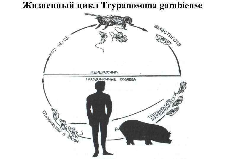 Жизненный цикл Trypanosoma gambiense 