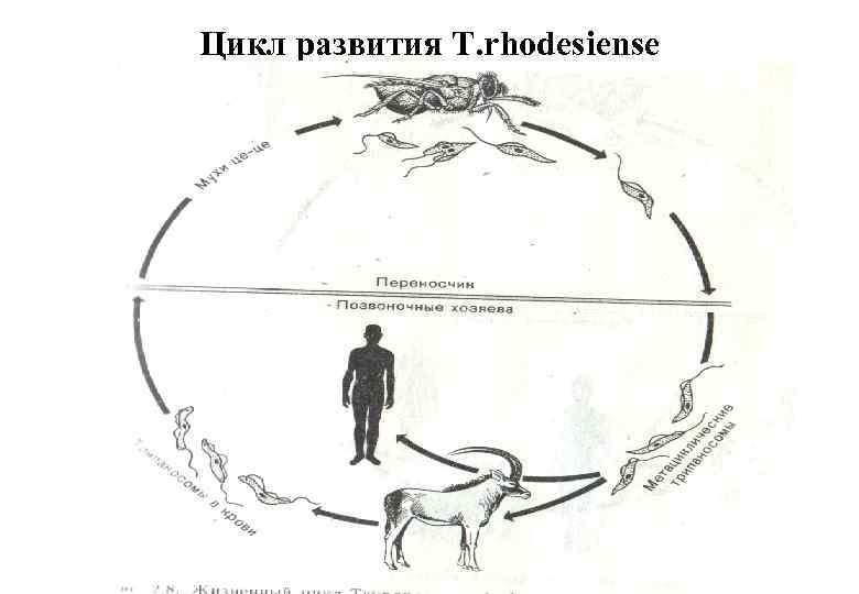 Цикл развития T. rhodesiense 