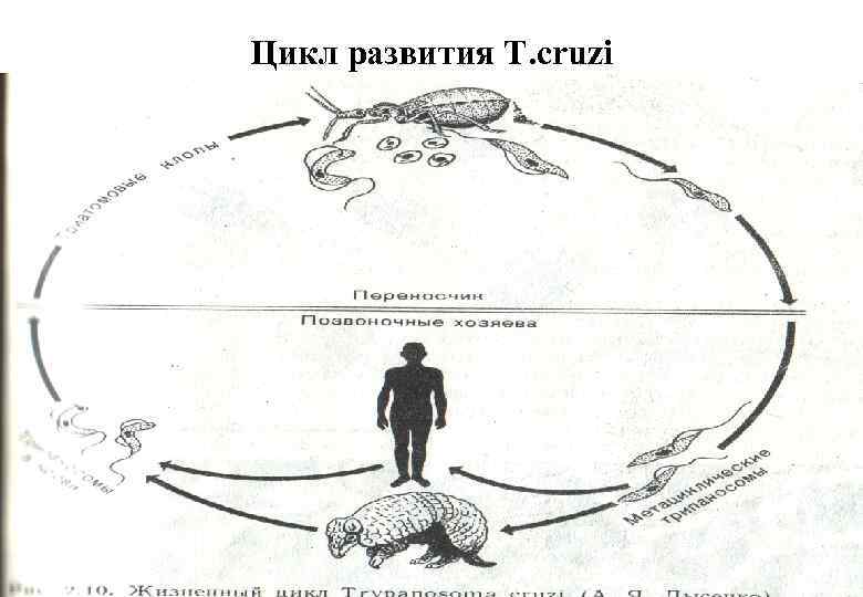 Цикл развития T. cruzi 
