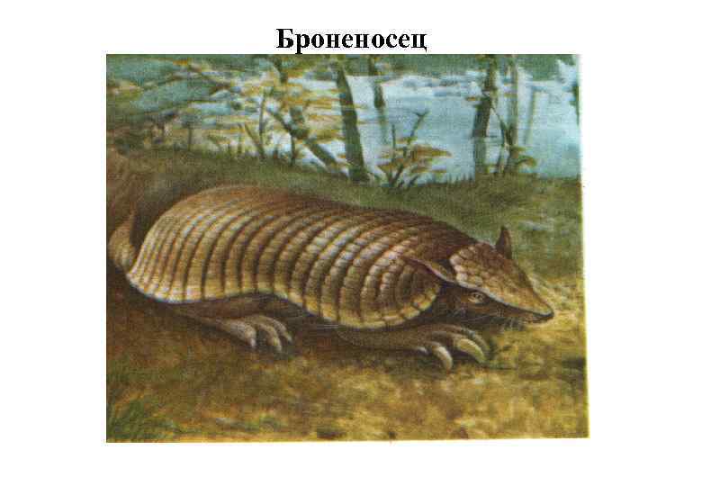 Броненосец 