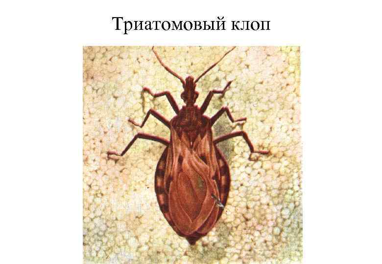 Триатомовый клоп 