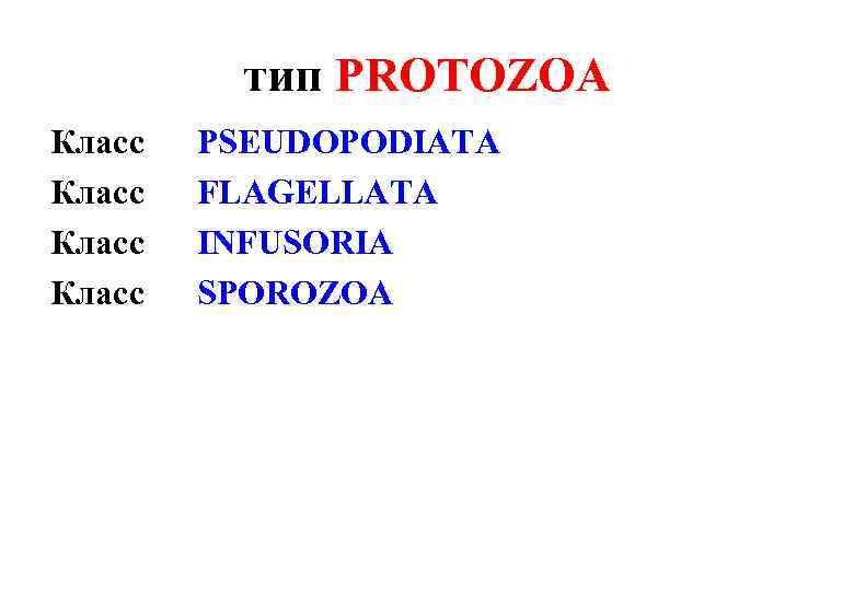 тип PROTOZOA Класс PSEUDOPODIATA FLAGELLATA INFUSORIA SPOROZOA 