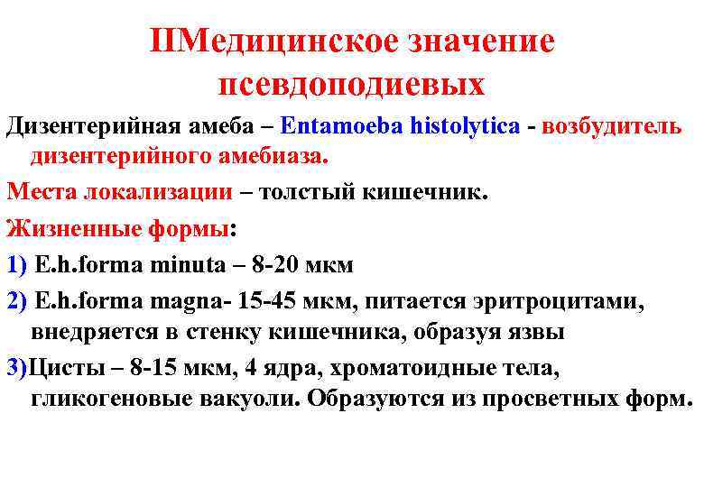 ⅡМедицинское значение псевдоподиевых Дизентерийная амеба – Entamoeba histolytica - возбудитель дизентерийного амебиаза. Места локализации