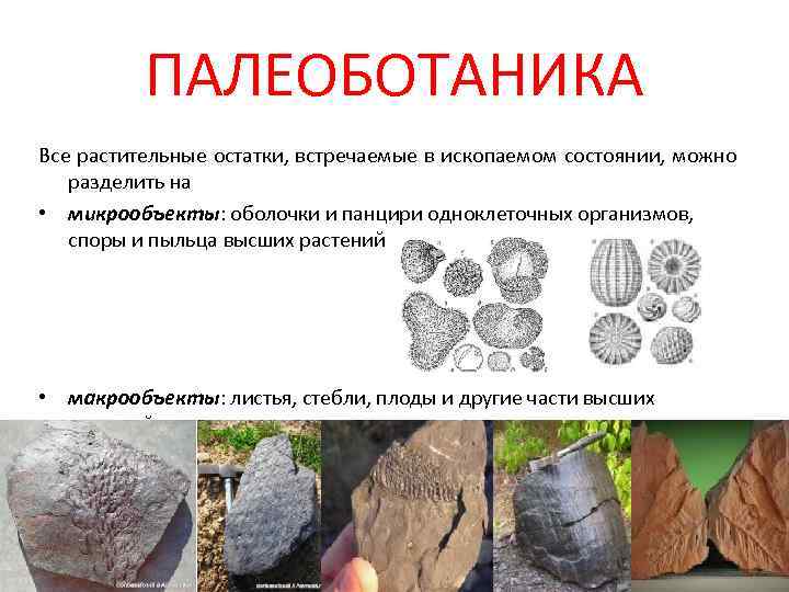 ПАЛЕОБОТАНИКА Все растительные остатки, встречаемые в ископаемом состоянии, можно разделить на • микрообъекты: оболочки