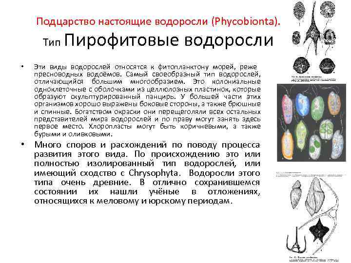 Подцарство настоящие водоросли (Phycobionta). Тип • Пирофитовые водоросли Эти виды водорослей относятся к фитопланктону