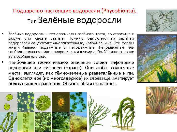 Подцарство настоящие водоросли (Phycobionta). Тип • Зелёные водоросли – это организмы зелёного цвета, по
