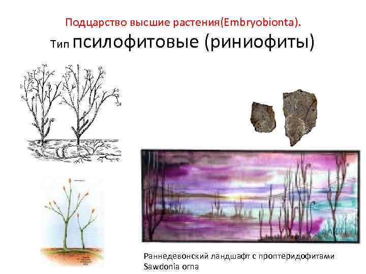 Подцарство высшие растения(Embryobionta). Тип псилофитовые (риниофиты) Раннедевонский ландшафт с проптеридофитами Sawdonia orna 