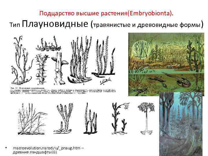 Подцарство высшие растения(Embryobionta). Тип Плауновидные (травянистые и древовидные формы) • macroevolution. narod. ru/_pnaug. htm