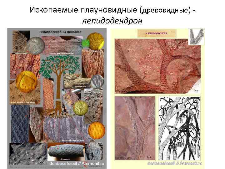Ископаемые плауновидные (древовидные) лепидодендрон 