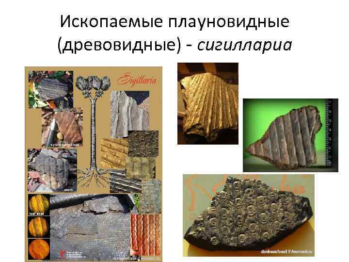 Ископаемые плауновидные (древовидные) - сигиллариа 