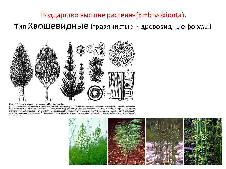 Подцарство высшие растения(Embryobionta). Тип Хвощевидные (травянистые и древовидные формы) 