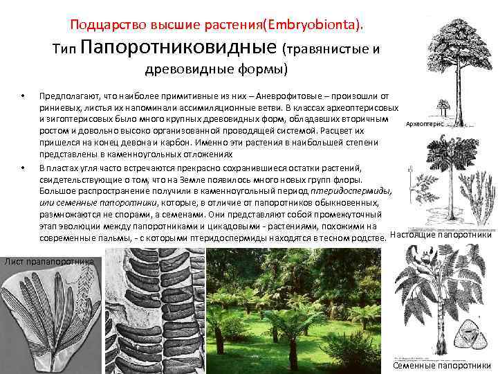 Подцарство высшие растения(Embryobionta). Тип Папоротниковидные (травянистые и древовидные формы) • • Предполагают, что наиболее