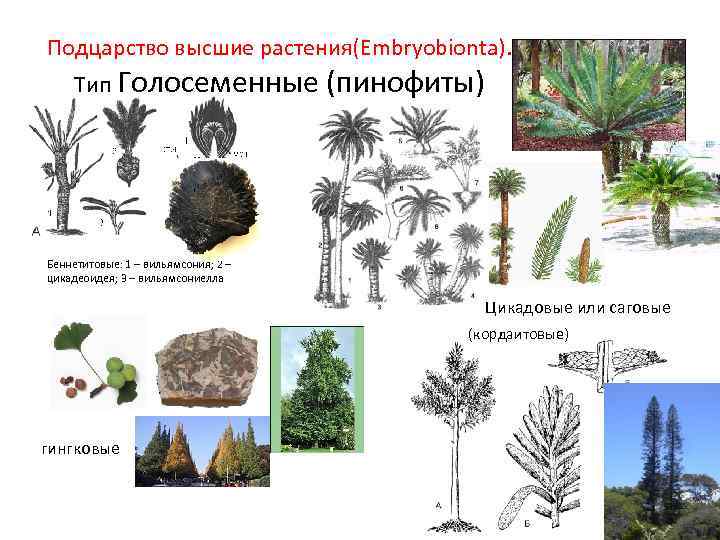 Подцарство высшие растения(Embryobionta). Тип Голосеменные (пинофиты) Беннетитовые: 1 – вильямсония; 2 – цикадеоидея; 3