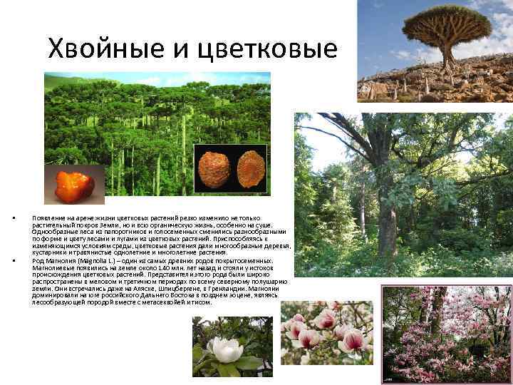 Хвойные и цветковые • • Появление на арене жизни цветковых растений резко изменило не