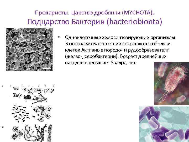 Прокариоты. Царство дробянки (MYCHOTA). Подцарство Бактерии (bacteriobionta) • Одноклеточные хемосинтезирующие организмы. В ископаемом состоянии