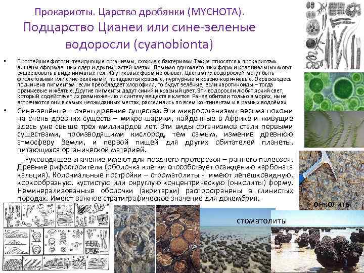 Прокариоты. Царство дробянки (MYCHOTA). Подцарство Цианеи или сине-зеленые водоросли (cyanobionta) • • Простейшие фотосинтезирующие