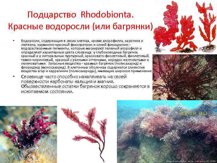 Подцарство Rhodobionta. Красные водоросли (или багрянки) • • Водоросли, содержащие в своих клетках, кроме