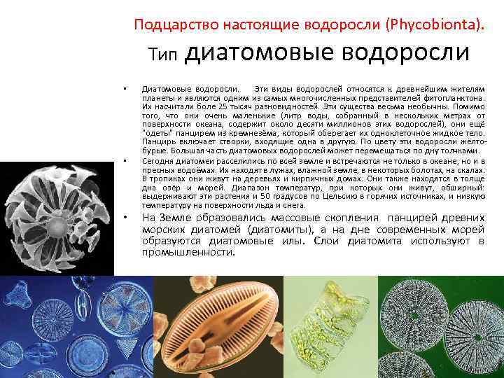 Подцарство настоящие водоросли (Phycobionta). Тип • • • диатомовые водоросли Диатомовые водоросли. Эти виды