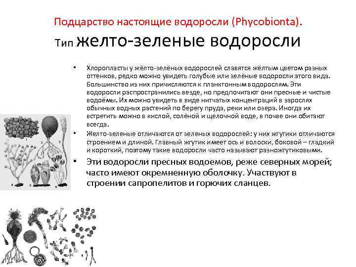 Подцарство настоящие водоросли (Phycobionta). Тип • • желто-зеленые водоросли Хлоропласты у жёлто-зелёных водорослей славятся