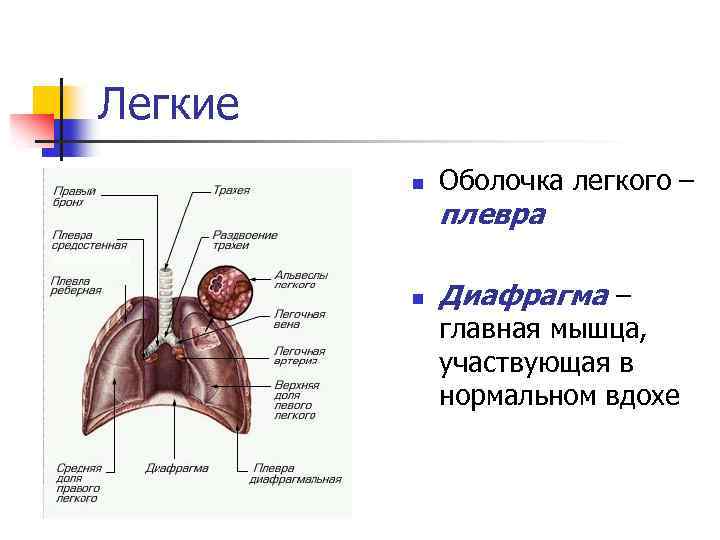 Легкие n Оболочка легкого – плевра n Диафрагма – главная мышца, участвующая в нормальном