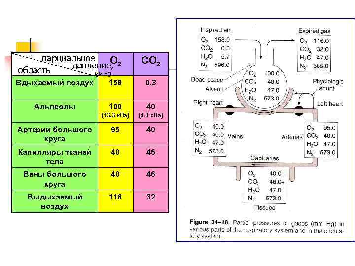 парциальное О давление, 2 область мм Hg СО 2 Вдыхаемый воздух 158 0, 3
