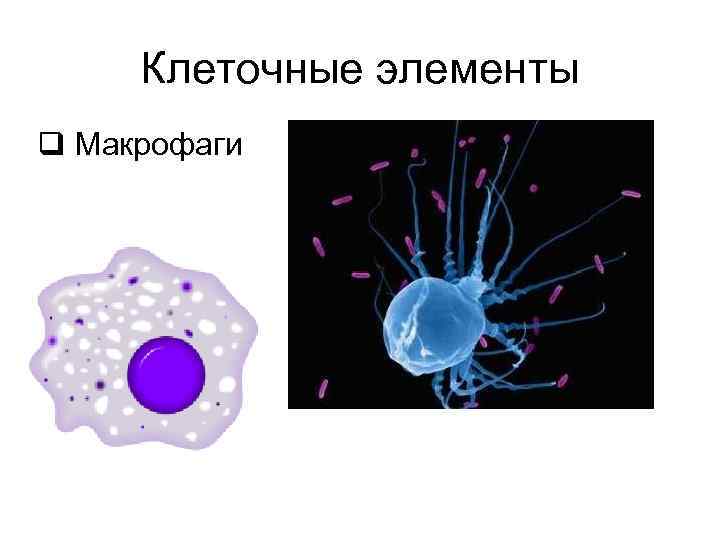 Клеточные элементы представлены. Многочисленные клеточные элементы. Клеточные элементы. Элементы системы клеточной. Клеточные элементы МФС.