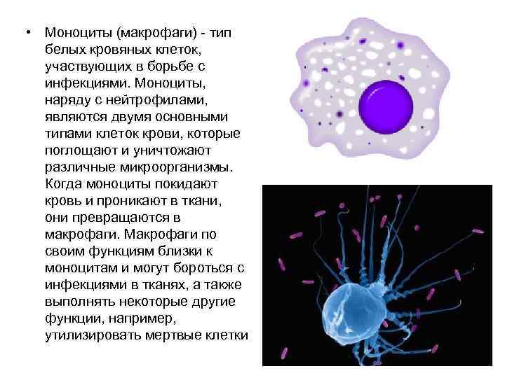  • Моноциты (макрофаги) - тип белых кровяных клеток, участвующих в борьбе с инфекциями.