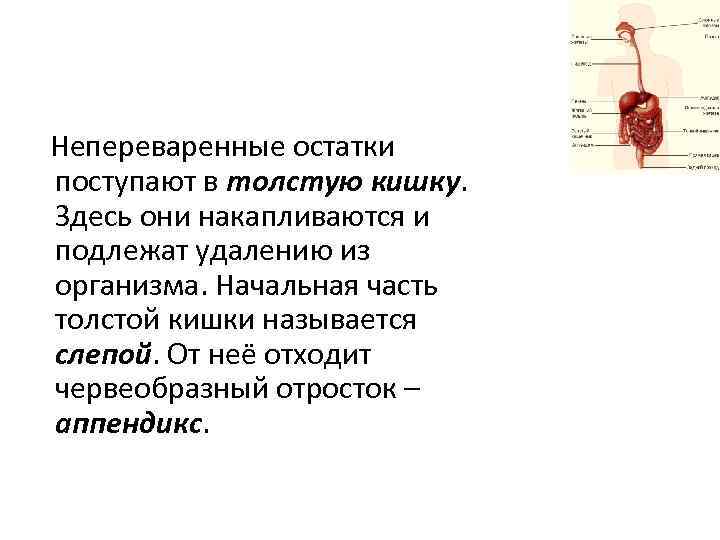 У гидры непереваренные остатки пищи удаляются через