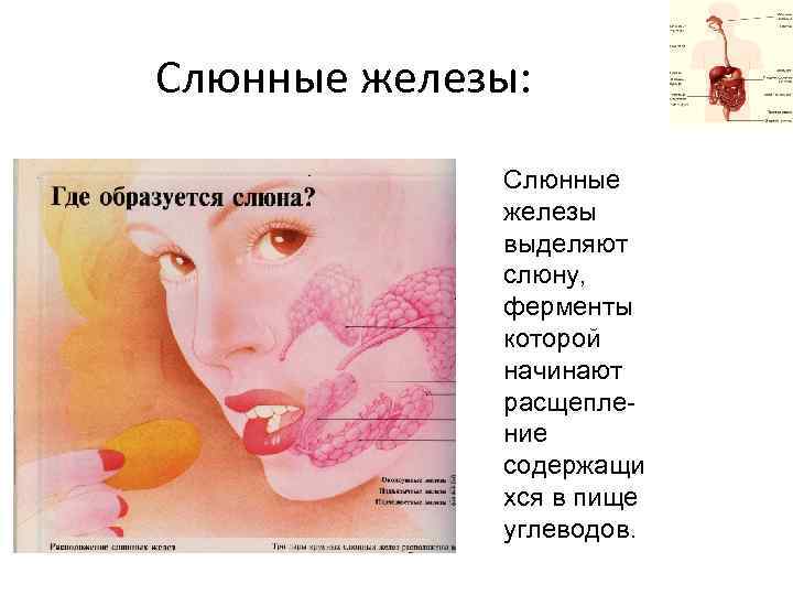 Слюнные железы: Слюнные железы выделяют слюну, ферменты которой начинают расщепление содержащи хся в пище