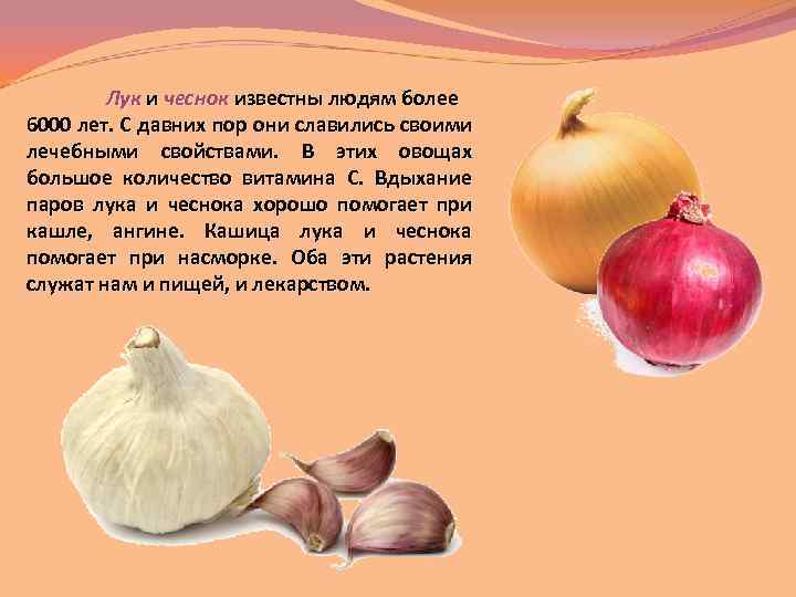 Лук и чеснок известны людям более 6000 лет. С давних пор они славились своими