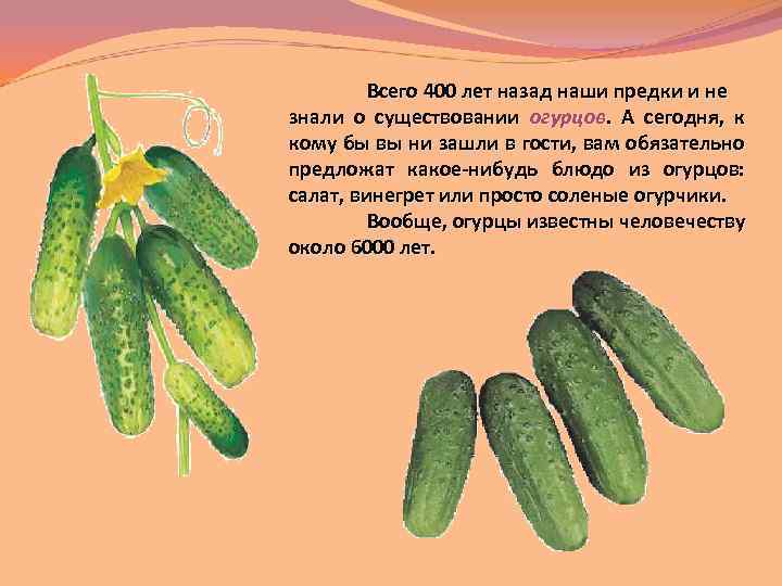 Всего 400 лет назад наши предки и не знали о существовании огурцов. А сегодня,