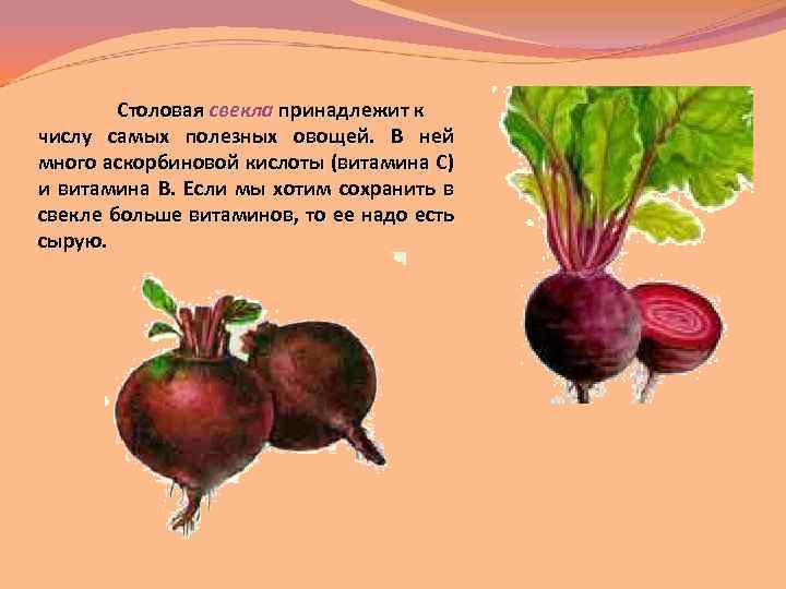 Столовая свекла принадлежит к числу самых полезных овощей. В ней много аскорбиновой кислоты (витамина