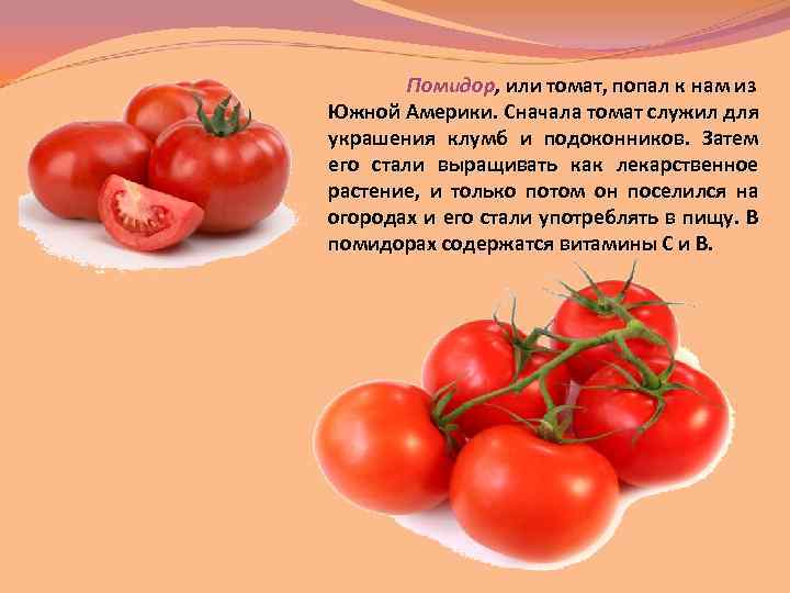 Помидор, или томат, попал к нам из Южной Америки. Сначала томат служил для украшения