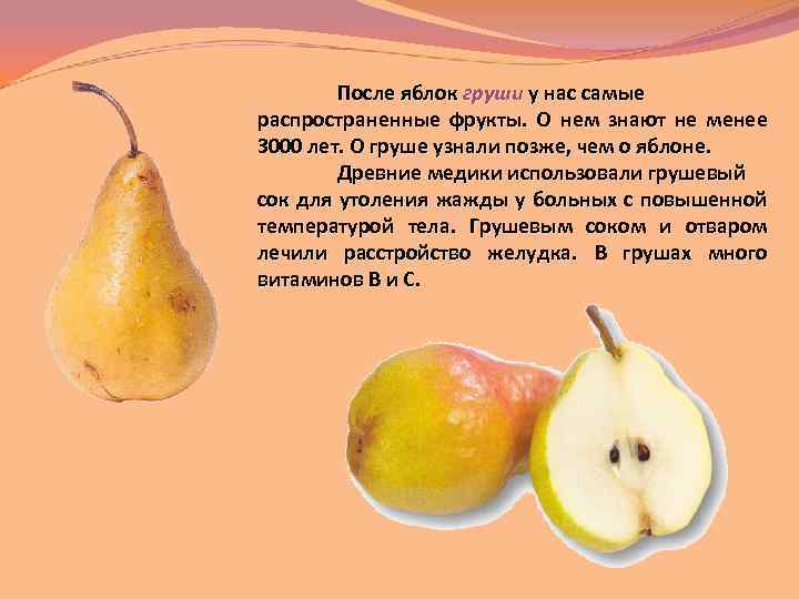 После яблок груши у нас самые распространенные фрукты. О нем знают не менее 3000