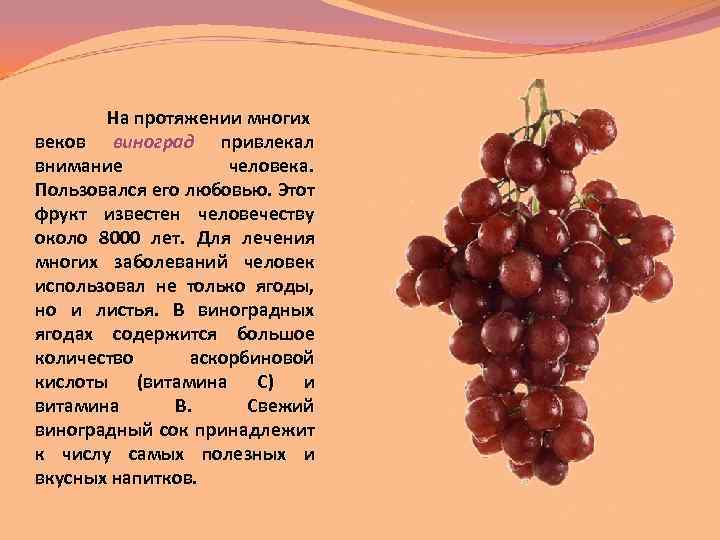 На протяжении многих веков виноград привлекал внимание человека. Пользовался его любовью. Этот фрукт известен