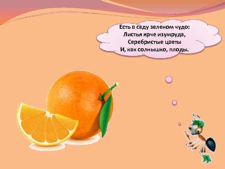 Есть в саду зеленом чудо: Листья ярче изумруда, Серебристые цветы И, как солнышко, плоды.