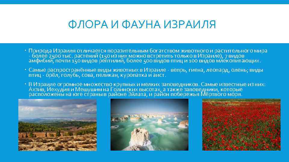 ФЛОРА И ФАУНА ИЗРАИЛЯ Природа Израиля отличается поразительным богатством животного и растительного мира -