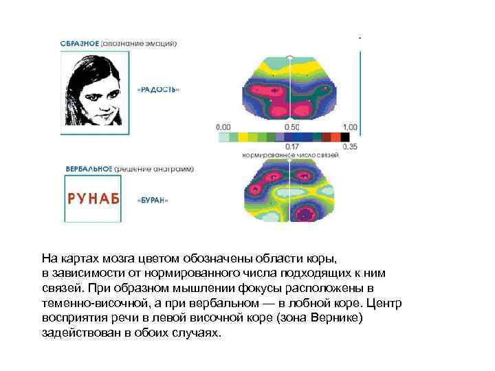 На картах мозга цветом обозначены области коры, в зависимости от нормированного числа подходящих к