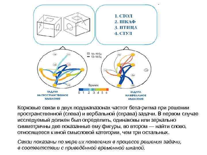 Корковые связи в двух поддиапазонах частот бета-ритма при решении пространственной (слева) и вербальной (справа)