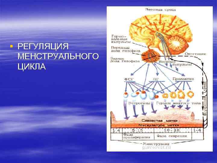 Схема регуляции менструационного цикла